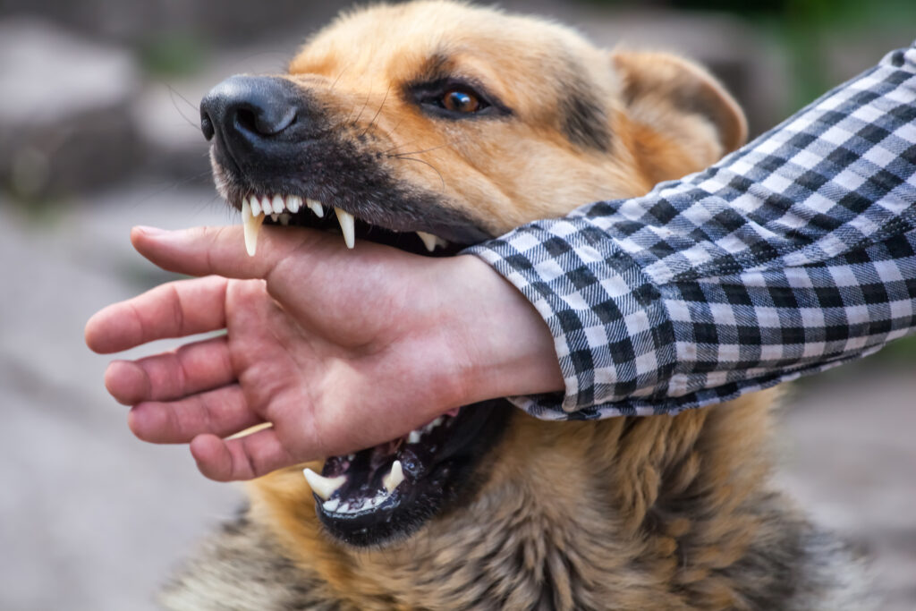 Defenses Employed by Dog Owners in Texas Dog Bite Lawsuits