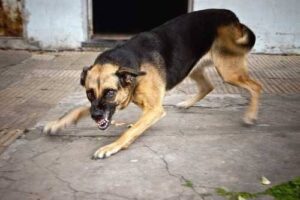 Legal Recourse for Delivery Workers After Dog Attacks in Texas